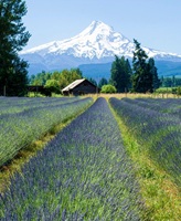 Mount Hood Oregon USA 78